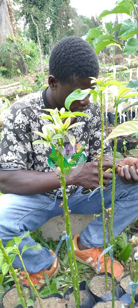 Isidore WAMGBA