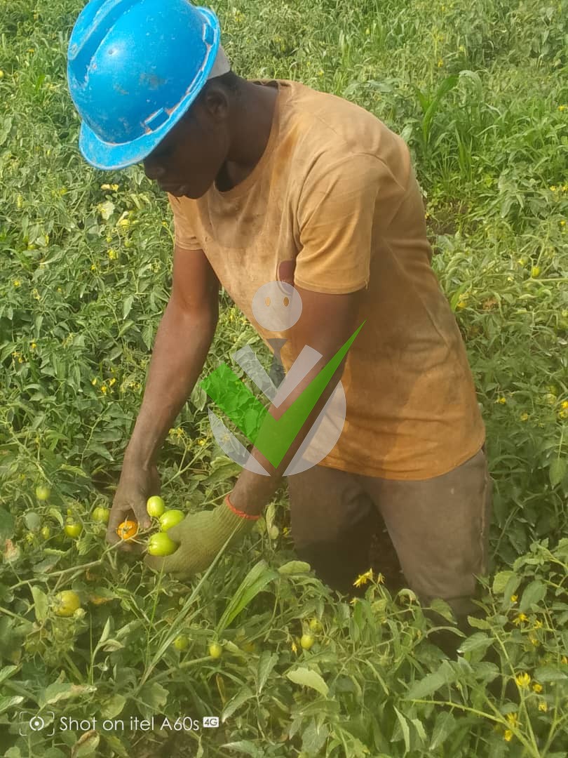Ramson Afermbombi