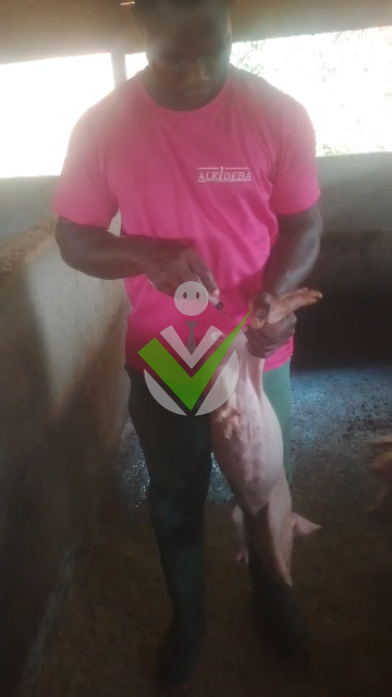 Steve Djoumbi