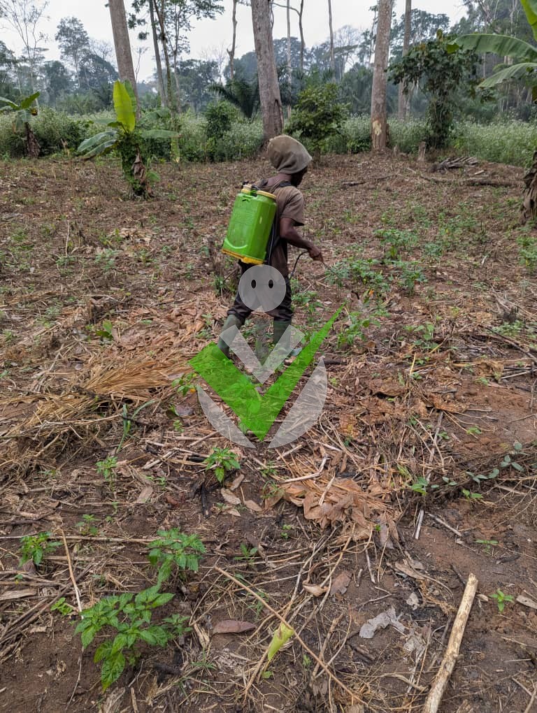 Dauda Puaghere Ndifrubi
