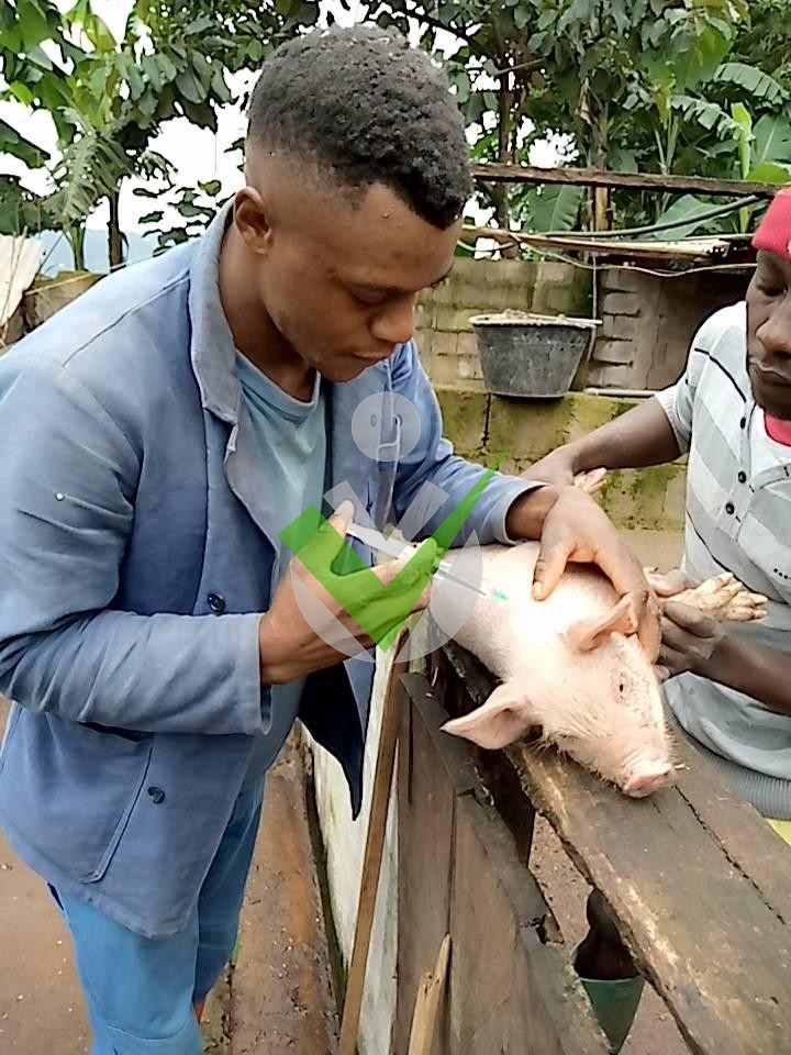 Veterinaire .com