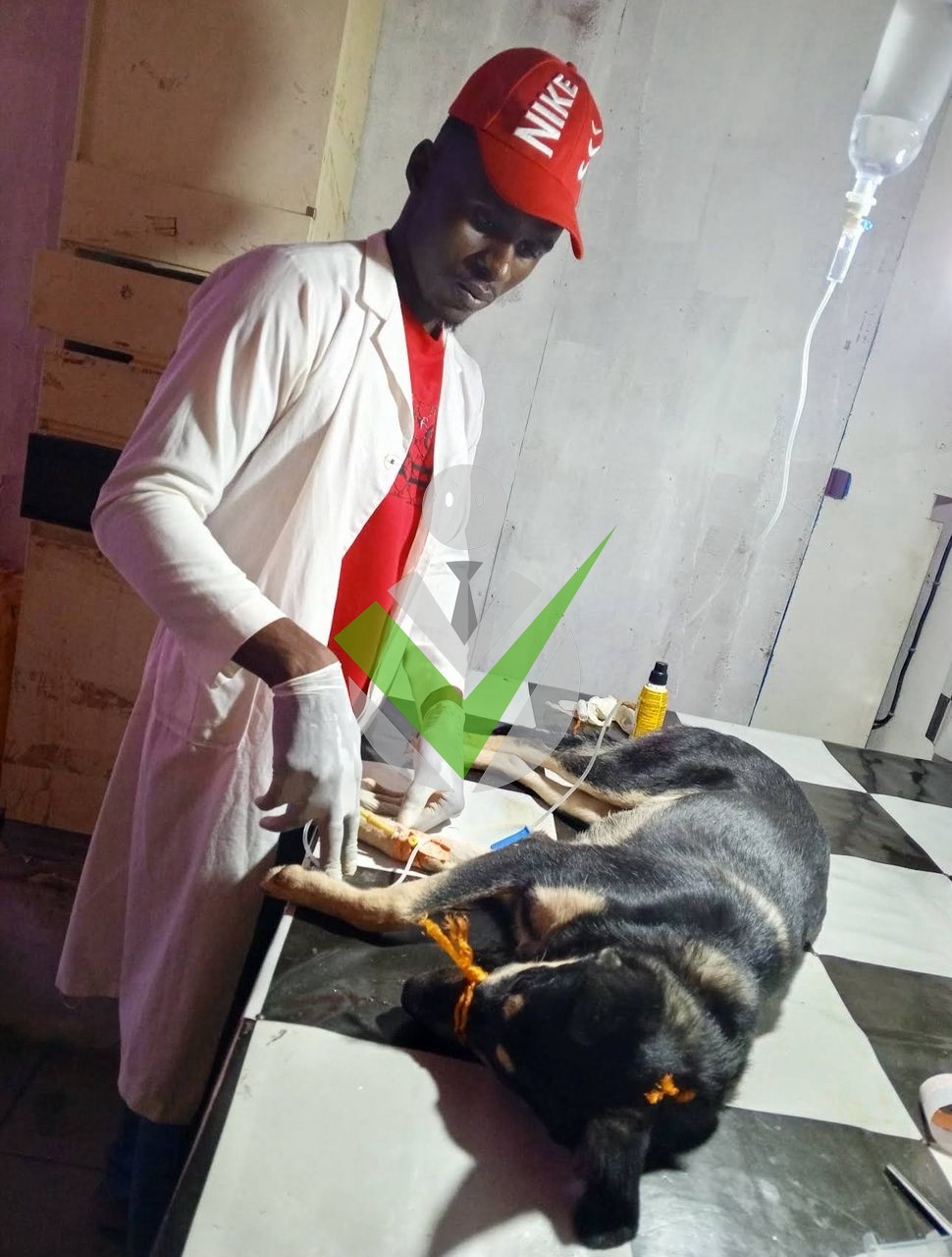 ANIMAL CARE VET CLINIC